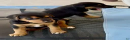 Mixed Breed dogs for sale: Mixed Breed Puppy 2 - Ad 4