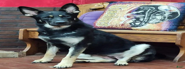 Heidi
