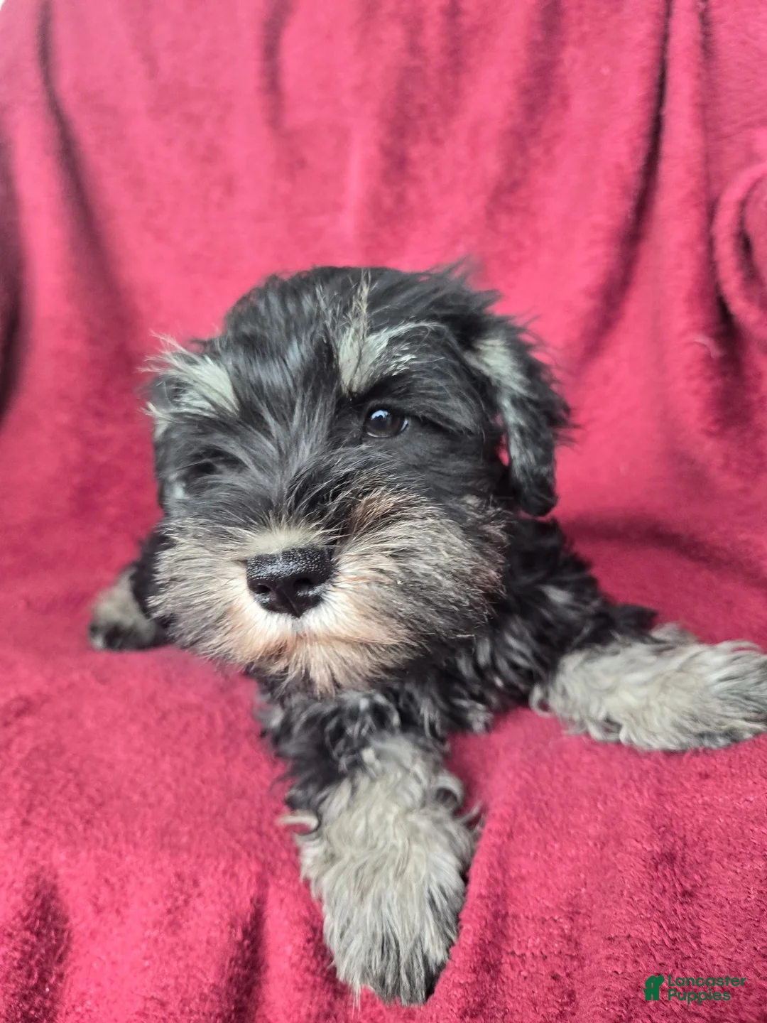Miniature Schnauzer dogs for sale: Miniature Schnauzer-Green collar - Ad 1