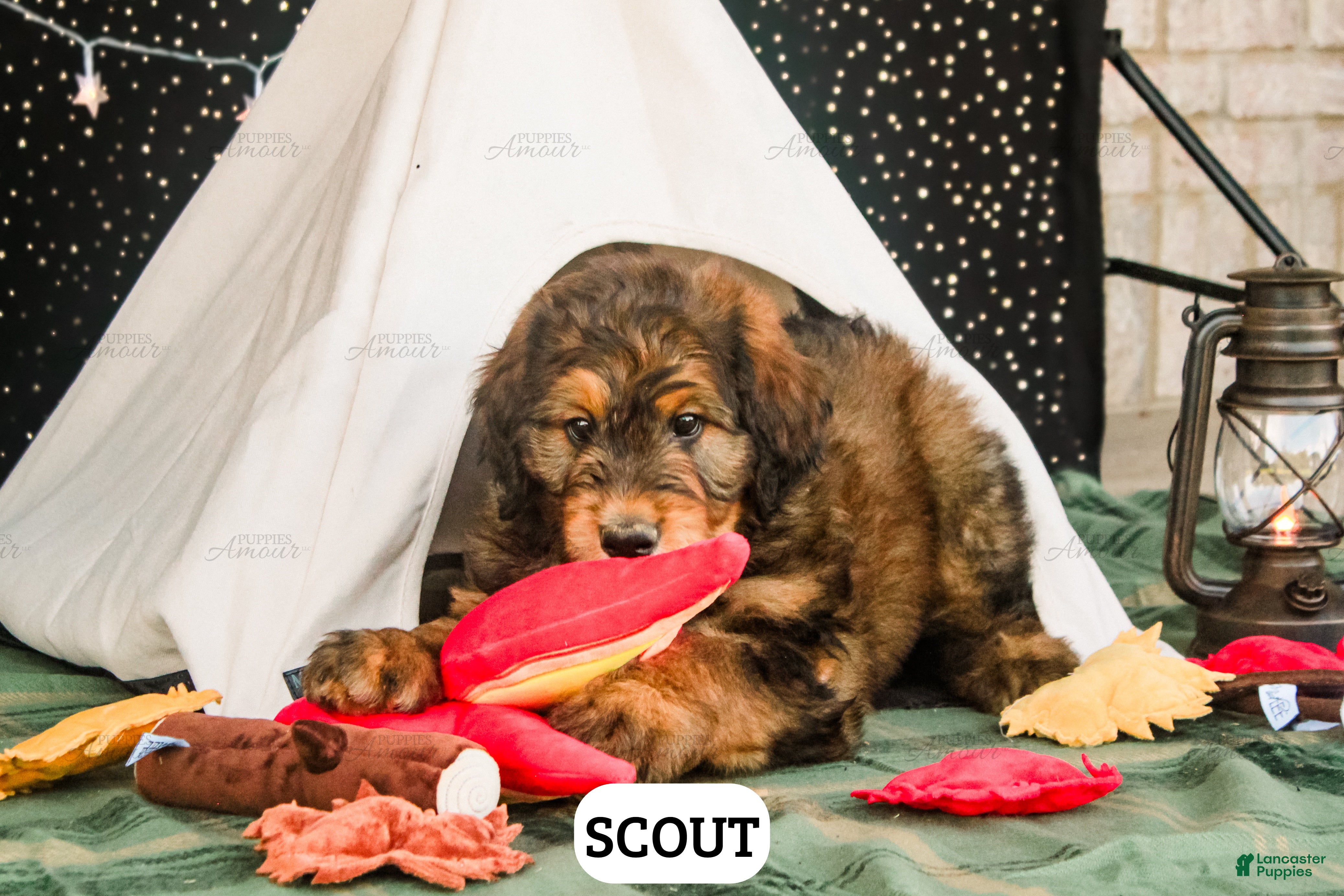 Bernedoodle dogs Scout - Ad 2