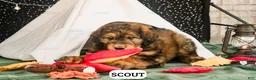 Bernedoodle dogs for sale: Scout - Ad 2