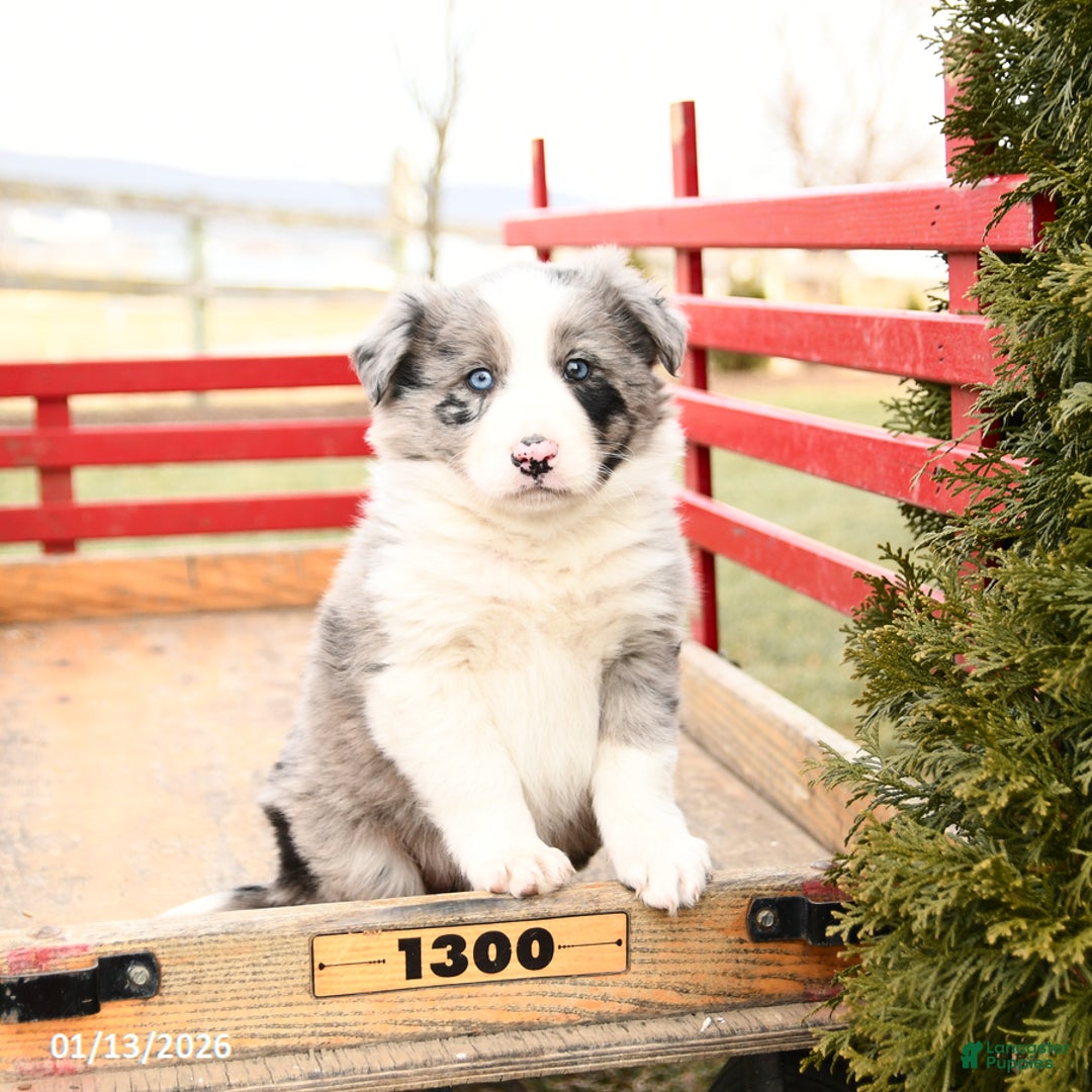 Mixed Breed dogs for sale: Beauty - Ad 2