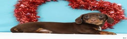 Miniature Dachshund dogs for sale: Kenny - Ad 3