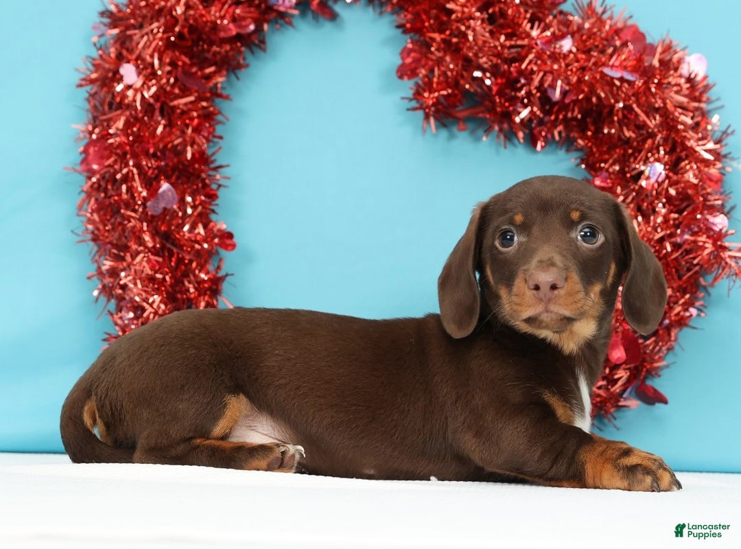 Miniature Dachshund dogs for sale: Kenny - Ad 3