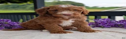 Goldendoodle dogs for sale: Charlie - Ad 9