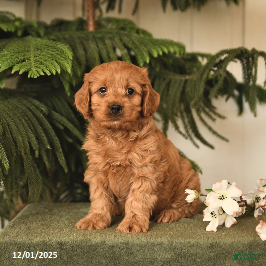Cockapoo dogs Coral - Ad 41