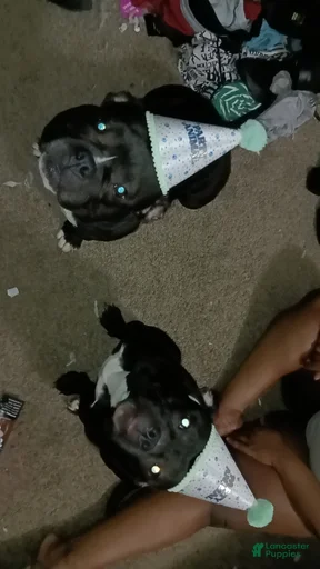 Gallery Image {{count}}