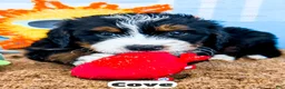 Bernedoodle dogs for sale: Cove - Ad 14