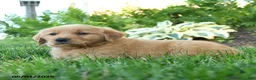 Golden Retriever dogs for sale: Louis - Ad 3