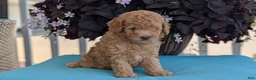 Toy Poodle dogs for sale: Timmy - Ad 9