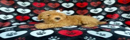Mini Aussiedoodle dogs for sale: Olivia - Ad 6