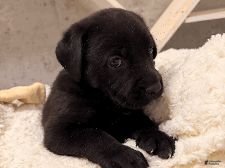 Cane Corso dogs Cane Corso Puppy 2 - Ad 8