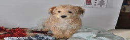 Bichpoo dogs for sale: Buster Brown - Ad 4