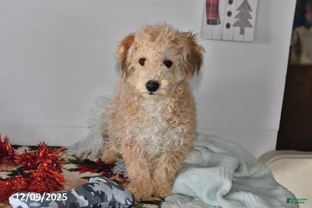 Bichpoo dogs for sale: Buster Brown - Ad 4