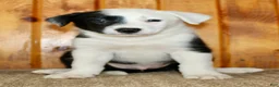 Border Collie dogs for sale: King - Ad 7