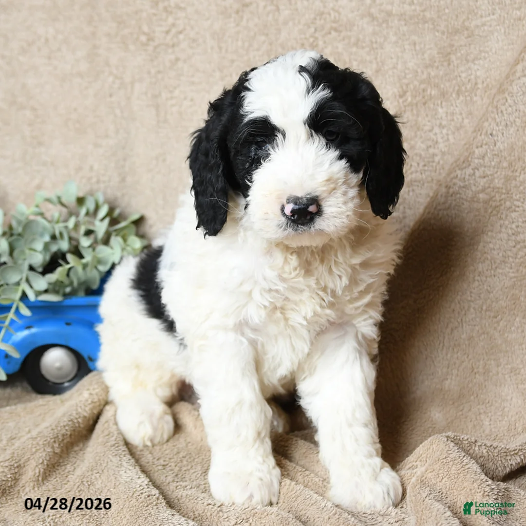 Goldendoodle dogs for sale: Hobnob - Ad 2