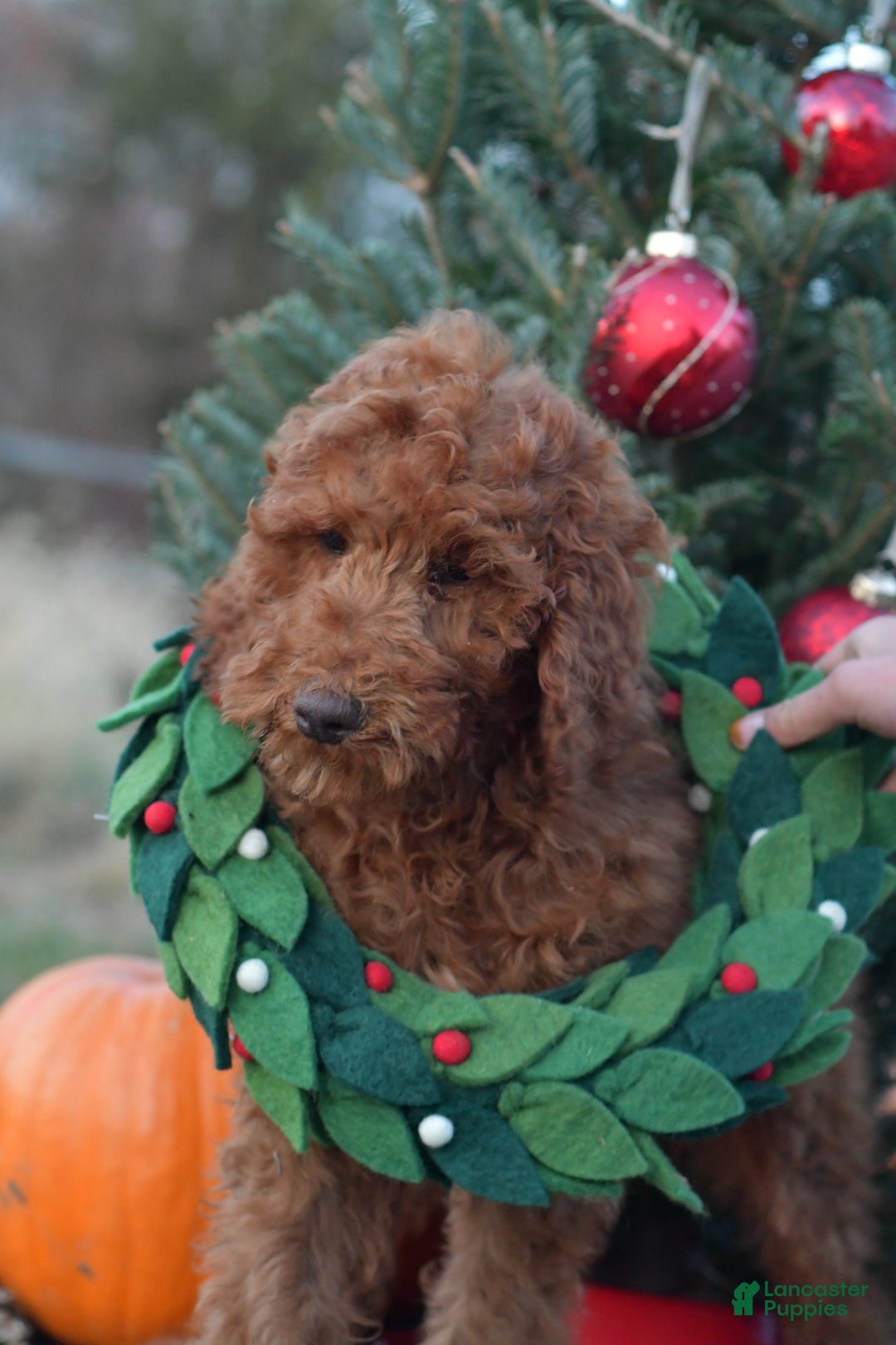 Standard Poodle dogs for sale: Clifford  - Ad 27