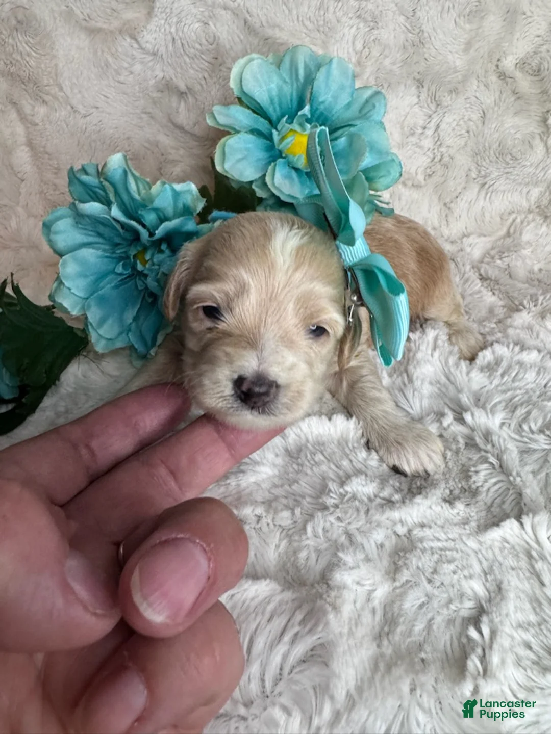 Maltipoo dogs for sale: Franny - Ad 3