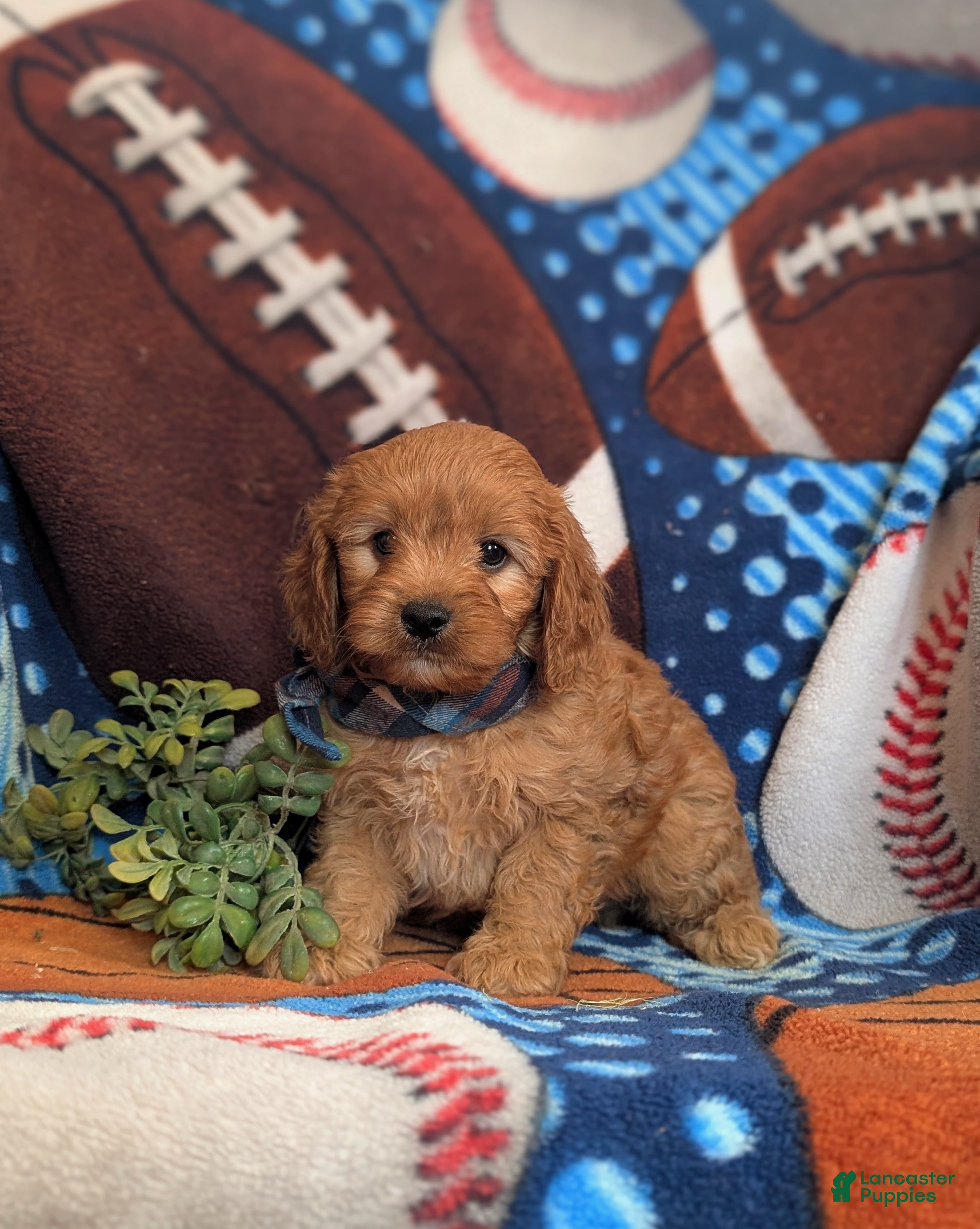 Cavapoo dogs for sale: Dillin - Ad 3