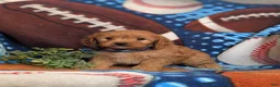 Cavapoo dogs for sale: Dillin - Ad 1