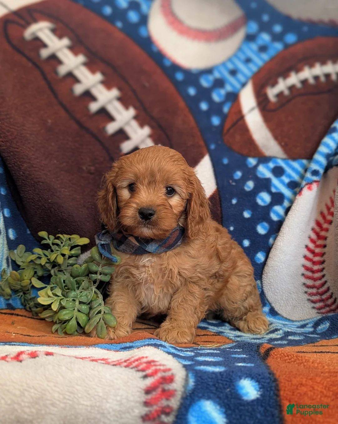 Cavapoo dogs for sale: Dillin - Ad 1