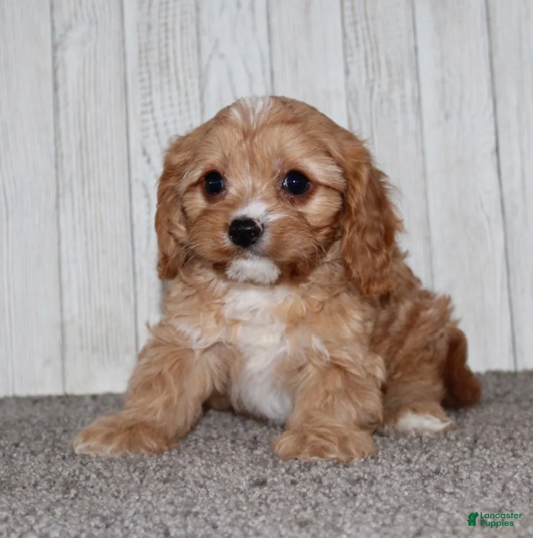 Cavapoo dogs for sale: Mikey - Ad 2