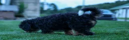 Mini Bernedoodle dogs for sale: Yandel 🦴 - Ad 6
