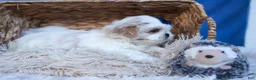 Shih Tzu dogs for sale: MEADOW - Ad 7