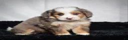 Mini Bernedoodle dogs for sale: Buzz - Ad 4