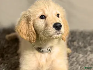 Goldendoodle dogs for sale: Sabine Wren - F1 Standard Goldendoodle - Ad 3