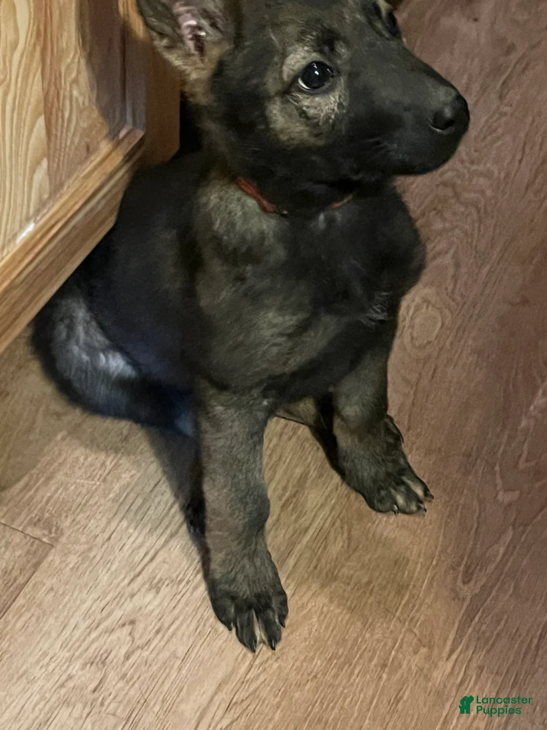 German Shepherd dogs for sale: Red - Ad 1