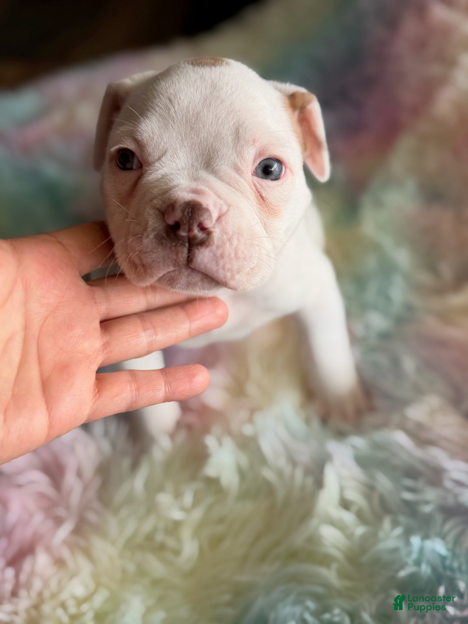 American Bulldog dogs American Bulldog Puppy 6 - Ad 1