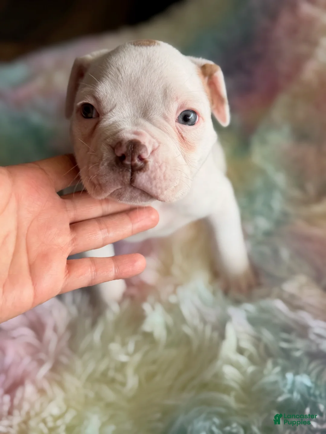 American Bulldog dogs for sale: American Bulldog Puppy 6 - Ad 1