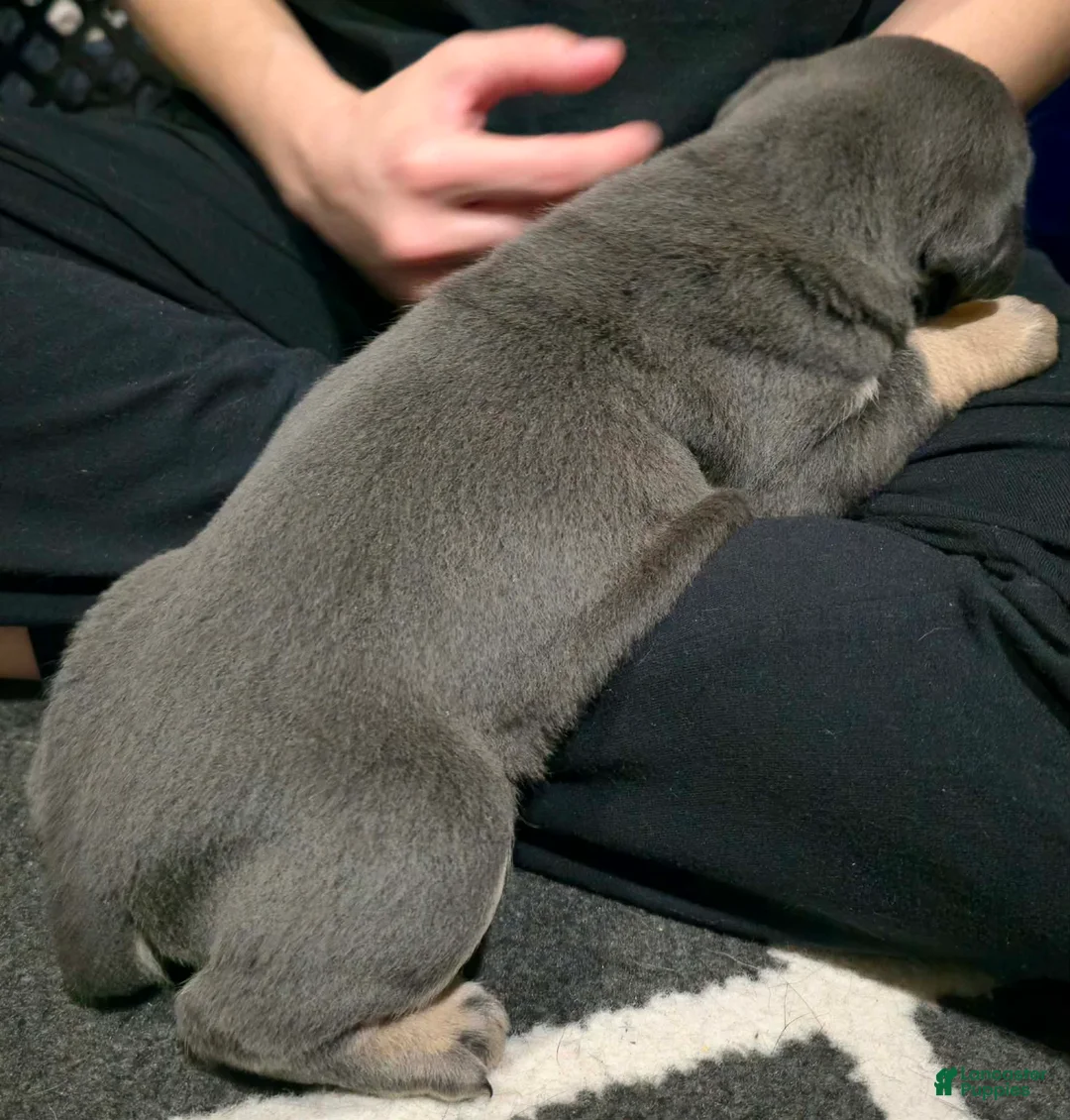 Cane Corso dogs for sale: Minnie - Ad 4