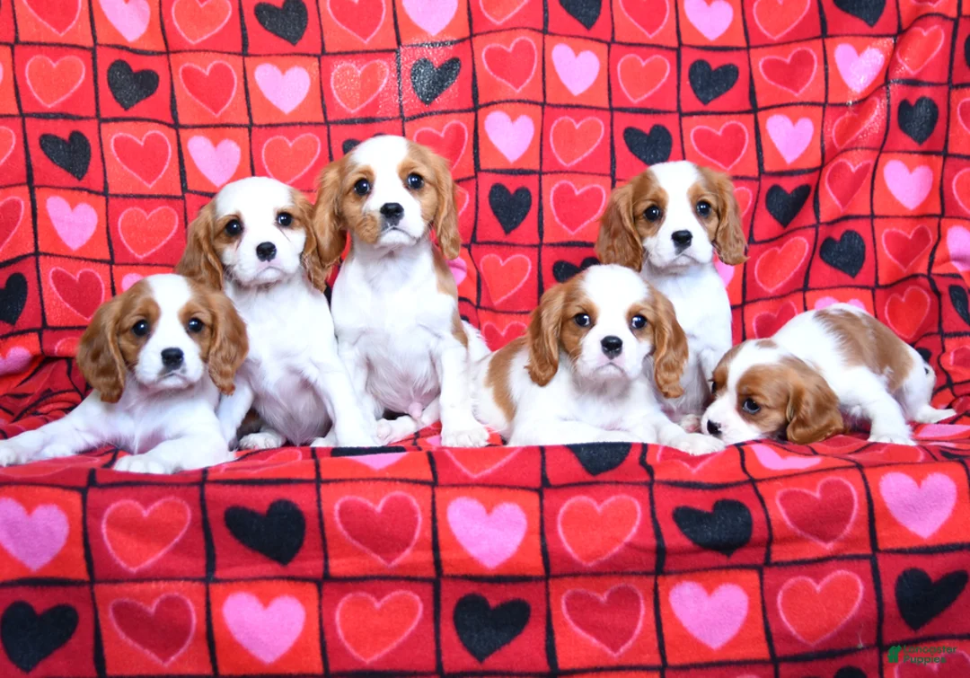 Cavalier King Charles Spaniel dogs for sale: Charmer - Ad 3