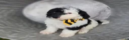 Mini Sheepadoodle dogs for sale: Jinx - Ad 4