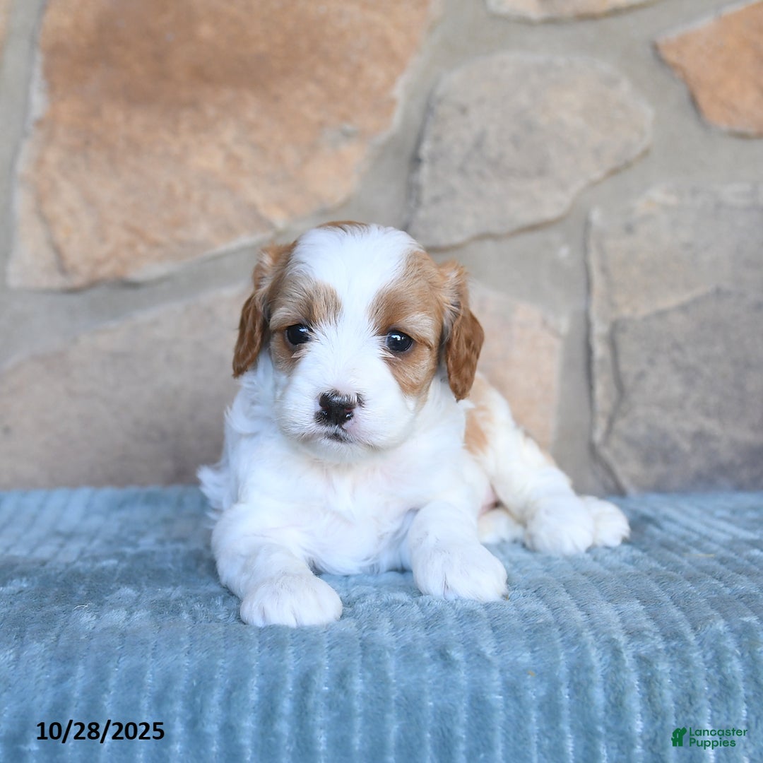 Cavapoo dogs for sale: Felicity - Ad 2