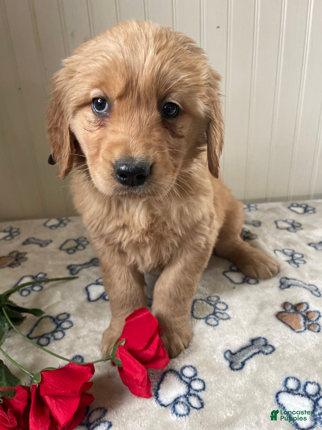 Golden Retriever dogs for sale: Muggles - Ad 2