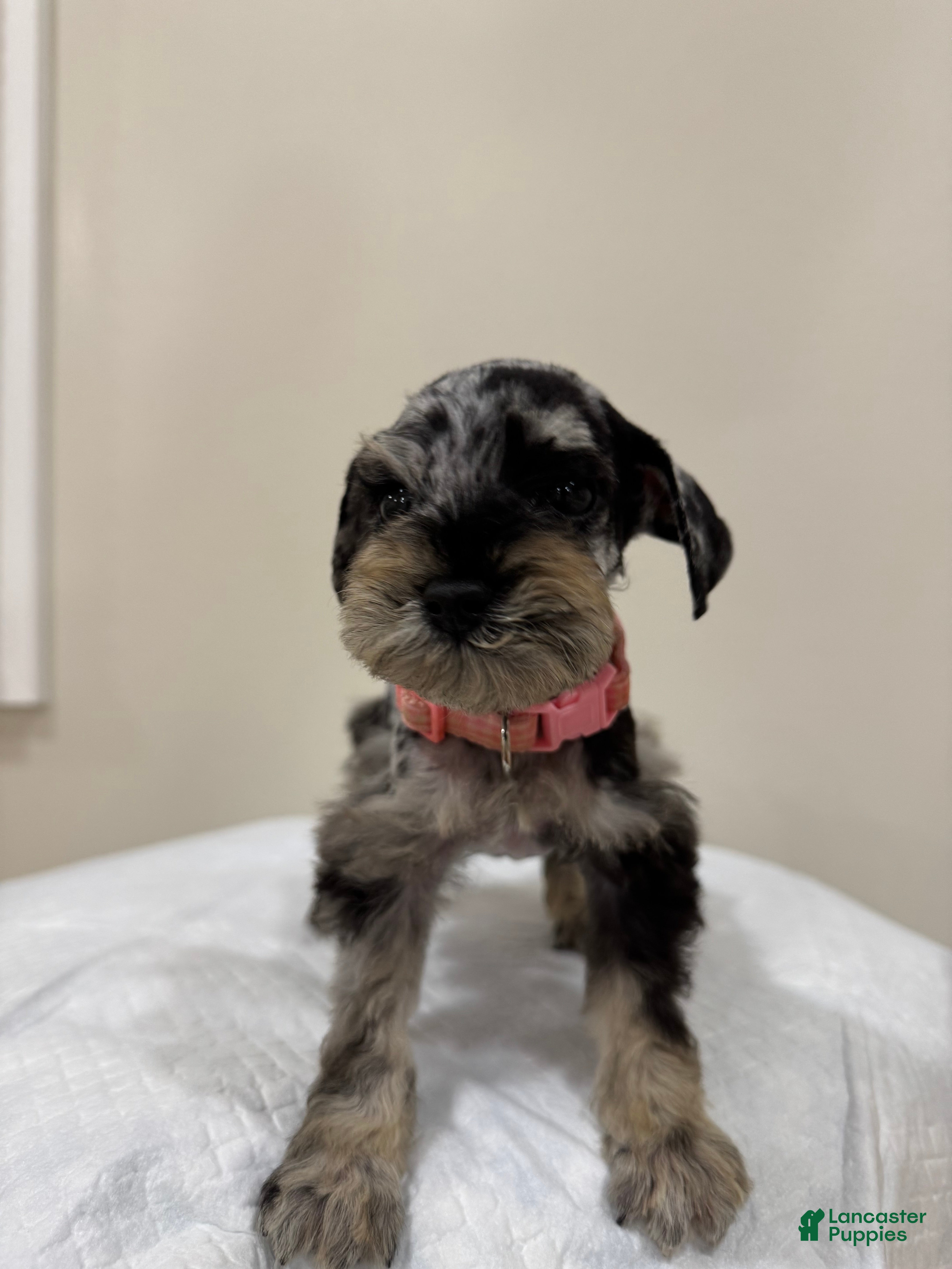 Miniature Schnauzer dogs for sale: Miniature Schnauzer Puppy 1 - Ad 4