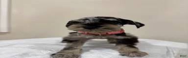 Miniature Schnauzer Puppy 1