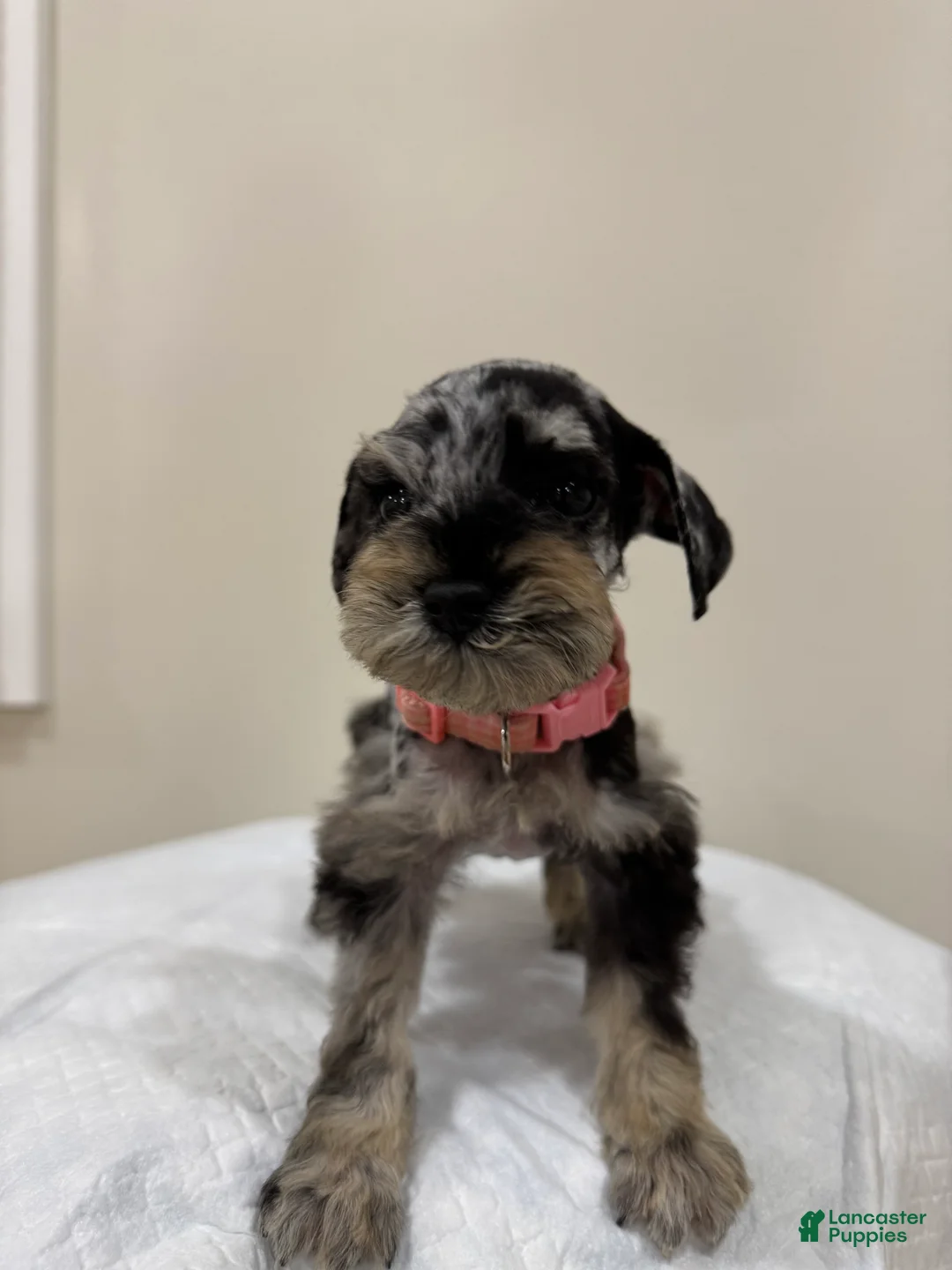 Miniature Schnauzer dogs for sale: Miniature Schnauzer Puppy 1 - Ad 1