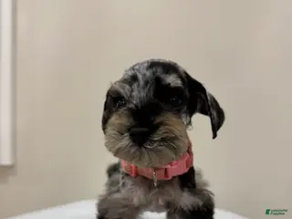 Miniature Schnauzer dogs for sale: Miniature Schnauzer Puppy 1 - Ad 4