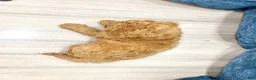 Miniature Labradoodle dogs for sale: Austin - Ad 4