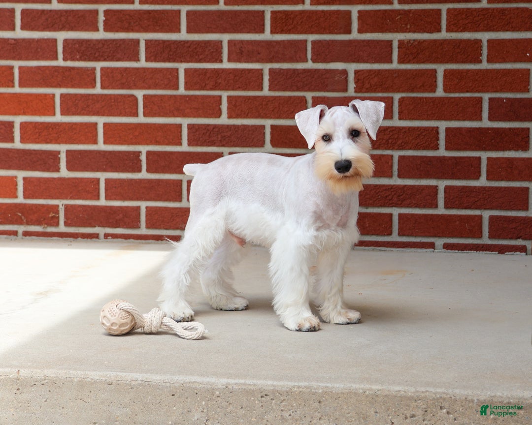 Miniature Schnauzer dogs for sale: Alex - Ad 9