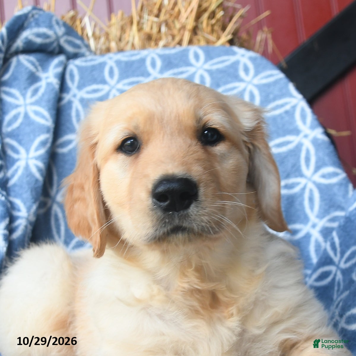 Golden Retriever dogs for sale: Orchard  - Ad 2