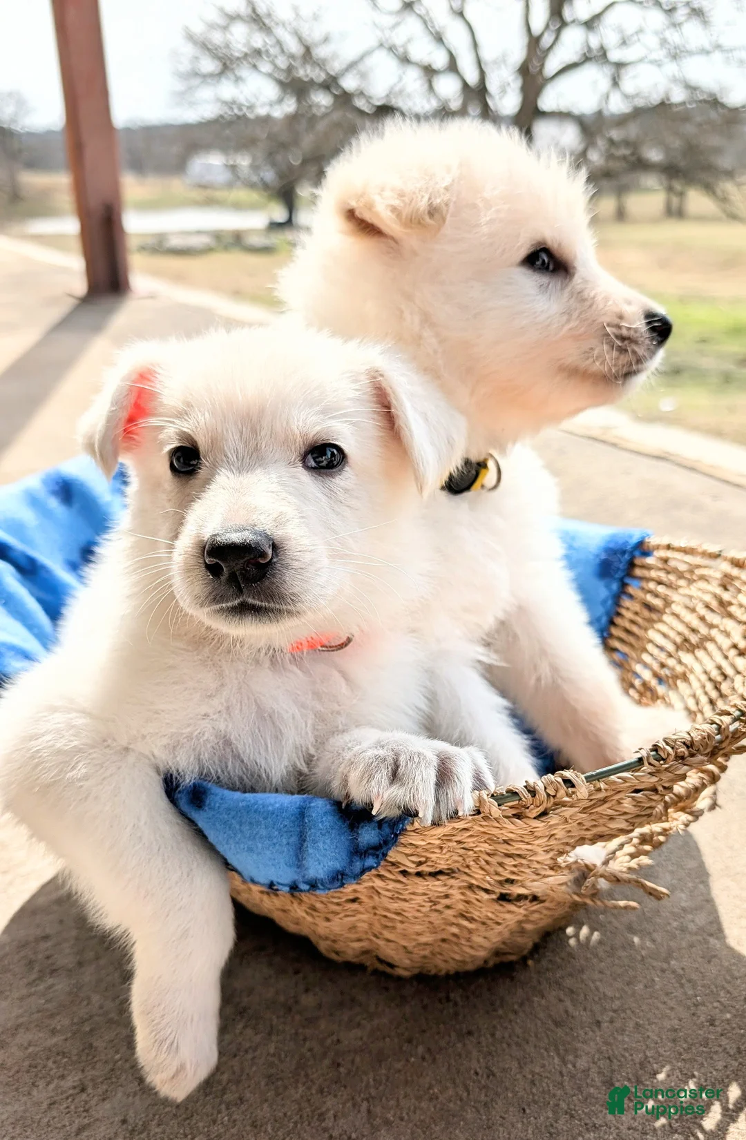 German Shepherd dogs for sale: Attie (short for Atlas) - Ad 8