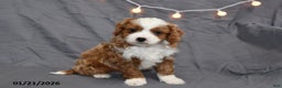 Cavapoo dogs for sale: Mickey - Ad 4