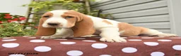 Basset Hound dogs for sale: Hagar - Ad 3