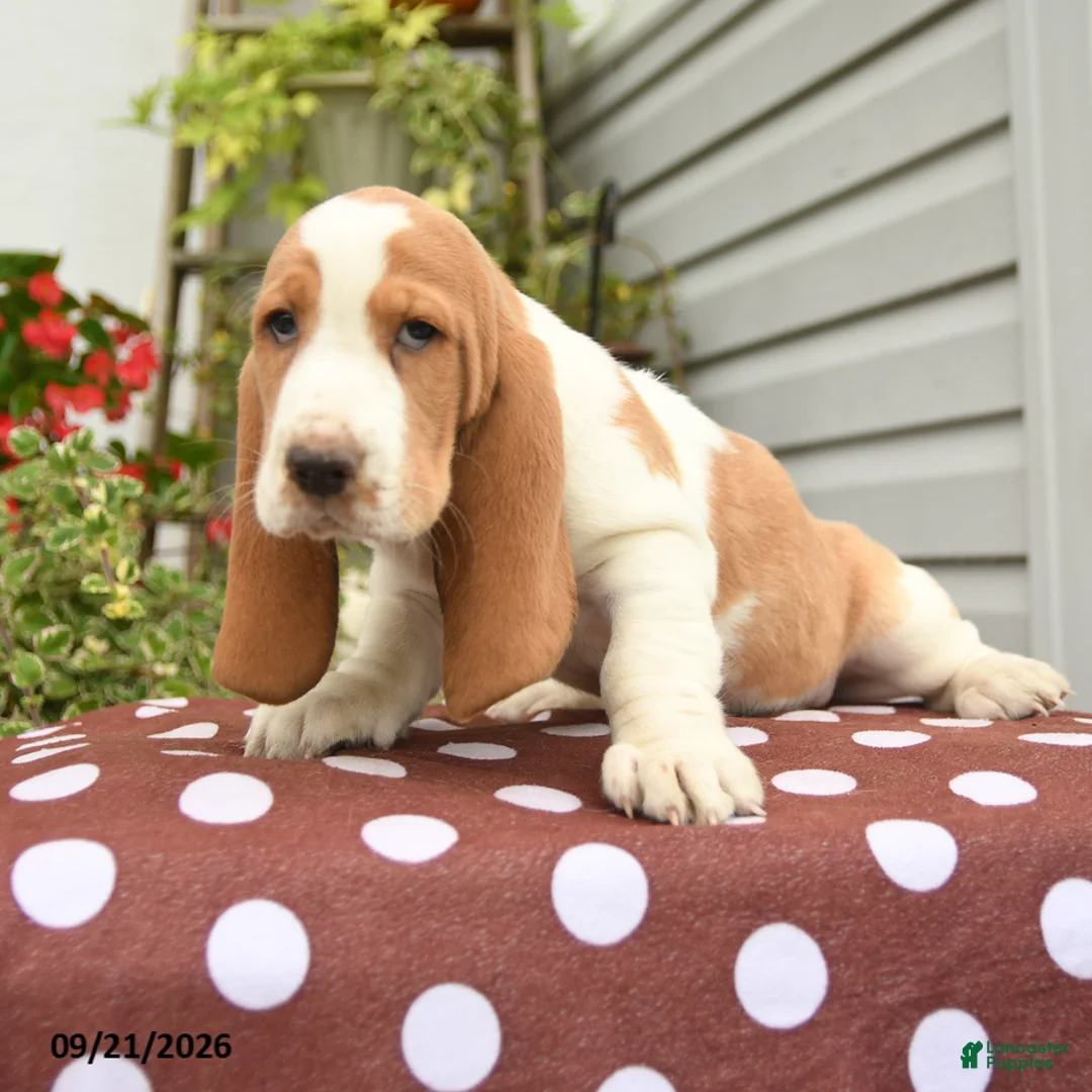 Basset Hound dogs for sale: Hagar - Ad 3