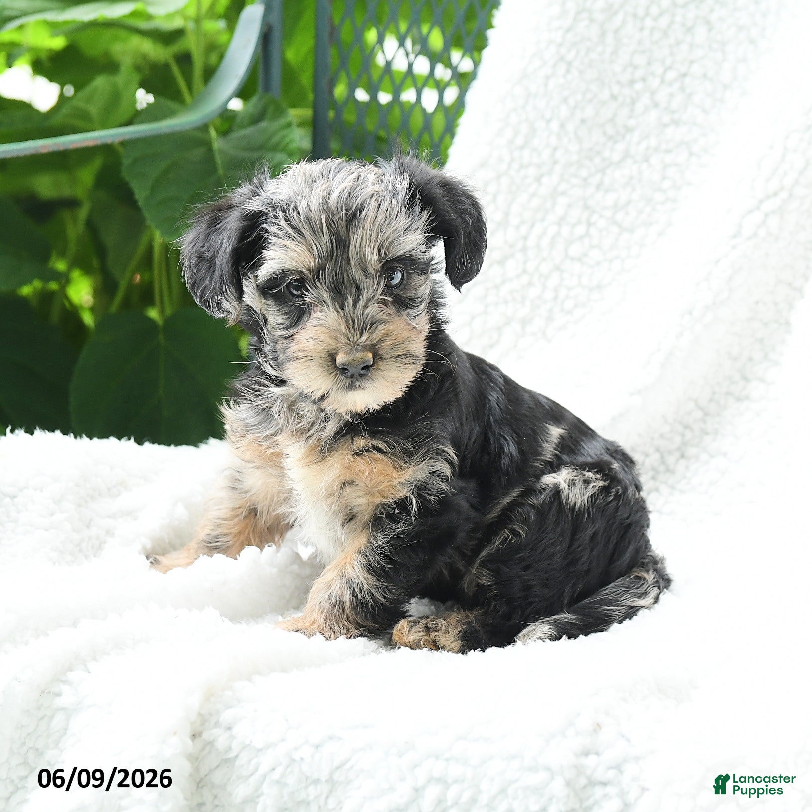 Yorkiepoo dogs Malani - Ad 1